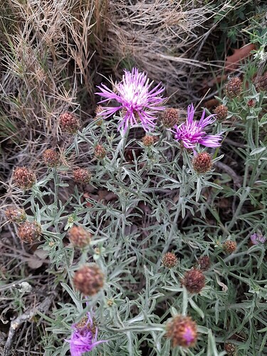 Centaurea cf hanrii subsp spinabadia_Força Real(2)