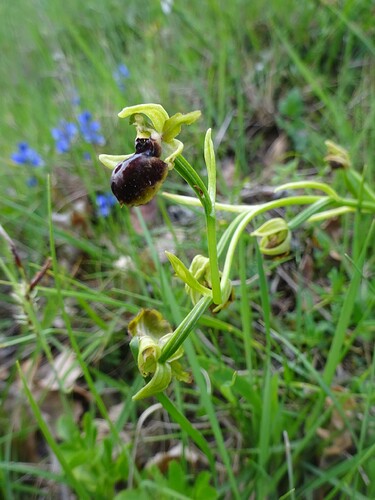 Ophrys aranifera - Ophrys araignée - ORCHIDACEAE (22)