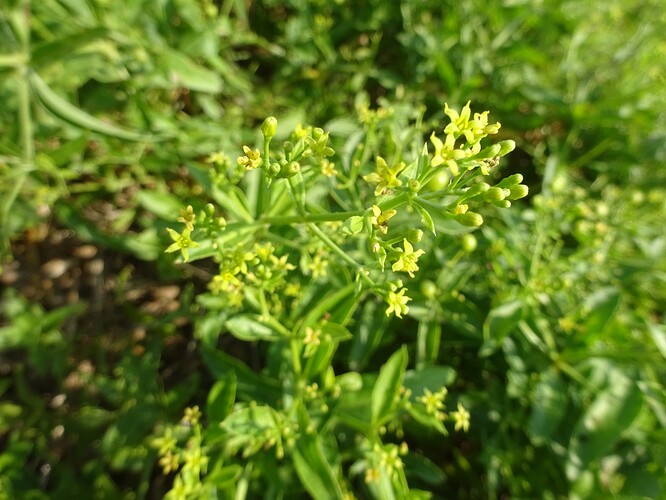 Rubia tinctorum - Garance des teinturiers - RUBIACEAE (2)