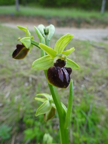 Ophrys virescens - Ophrys verdissant - ORCHIDACEAE (21)