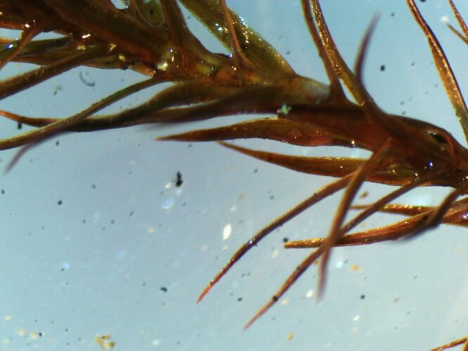 Polytrichastrum formosum