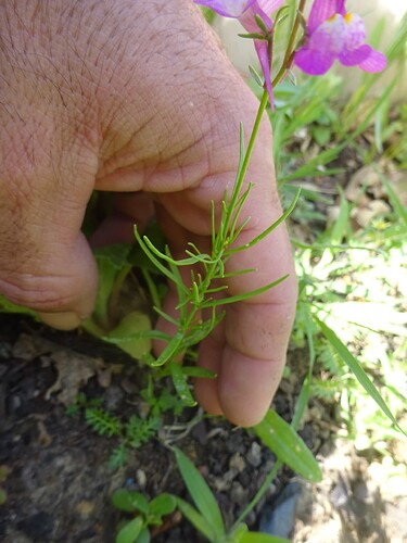 Linaria maroccana - Linaire marocaine - PLANTAGINACEAE (9)