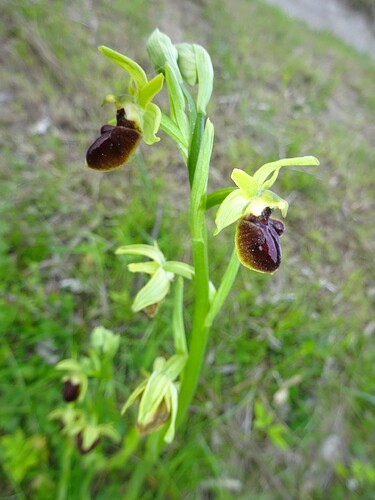 Ophrys aranifera - Ophrys araignée - ORCHIDACEAE (18)