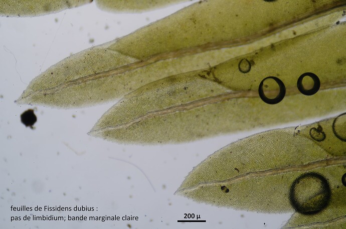Fissidens dubius_Montferrer, cavité calcaire (2)