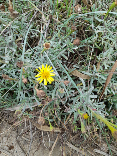 Senecio ceratophylloides 2