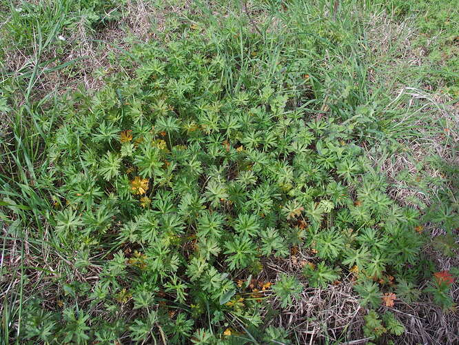 Geranium colombinum