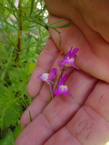 Linaria maroccana - Linaire marocaine - PLANTAGINACEAE (7)