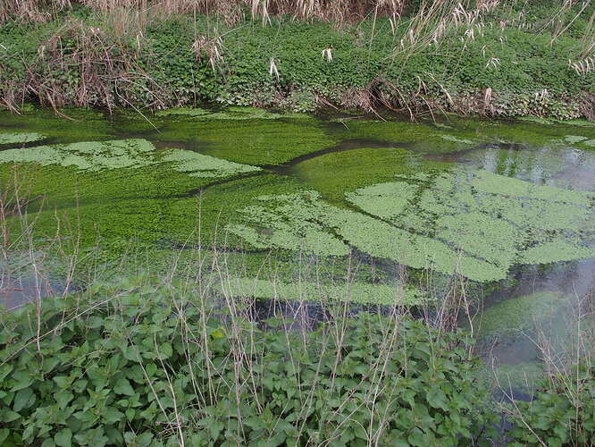 Mosaique verte