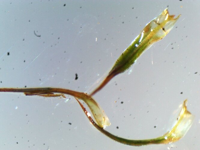 Polytrichastrum formosum