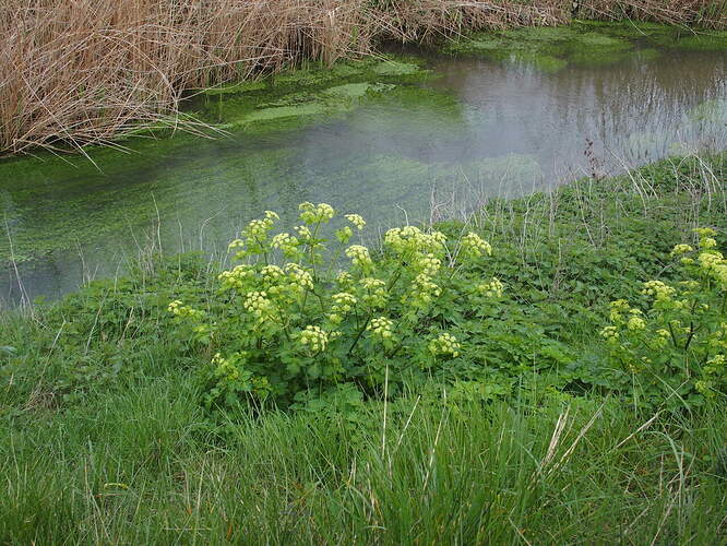 Smyrnium olusatrum