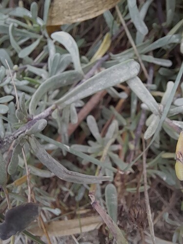 Senecio ceratophylloides 1
