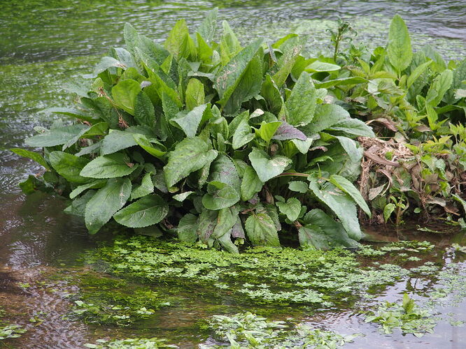 Plante aquatique