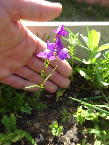 Linaria maroccana - Linaire marocaine - PLANTAGINACEAE (5)