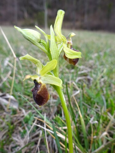 Ophrys sp. - sujet 2 (2)