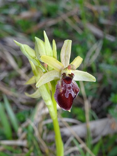 Ophrys sp. - sujet 4 (2)