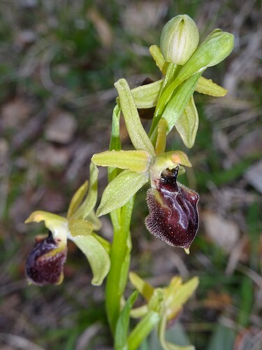 Ophrys sp. - sujet 1 (10)
