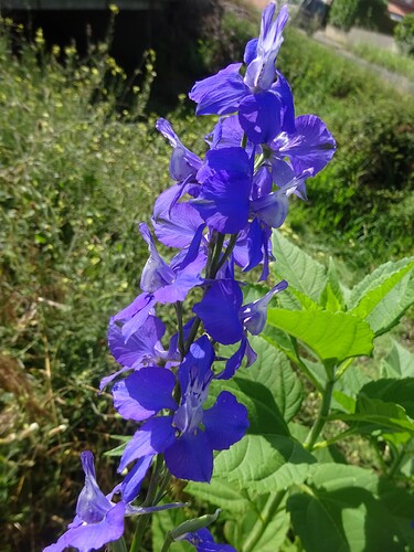 Consolida ajacis - Pied-d'alouette d'Ajax - RANUNCULACEAE (4)