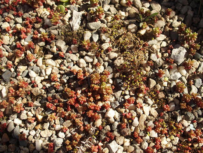Crassula tillaea