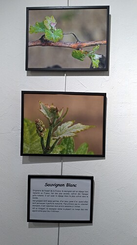 P_20221125_172010 Sauvignon blanc