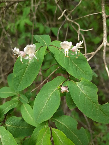 Lonicera nigra Bolquère 20220605_2
