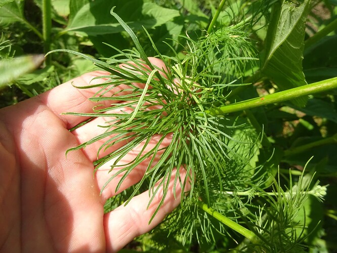 Consolida ajacis - Pied-d'alouette d'Ajax - RANUNCULACEAE (5)