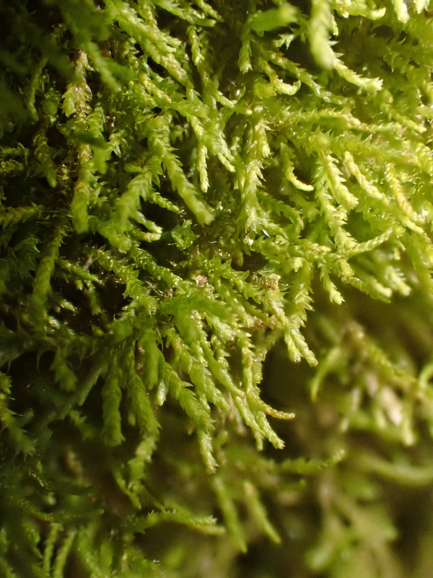 Pseudoleskeella tectorum_Bac Bolquère_07-2020 (2)