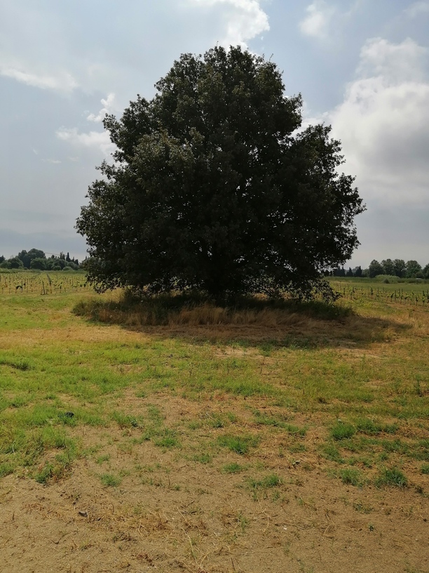 Quercus pubescens (2)