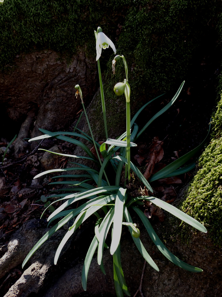 Perce-neige_Massane_210310 (2)