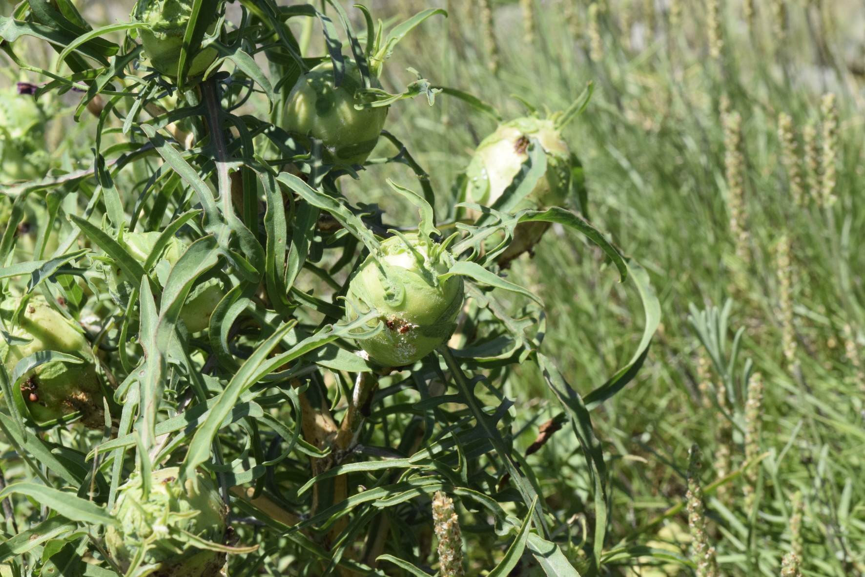 Port-Vendres_DSC0063
