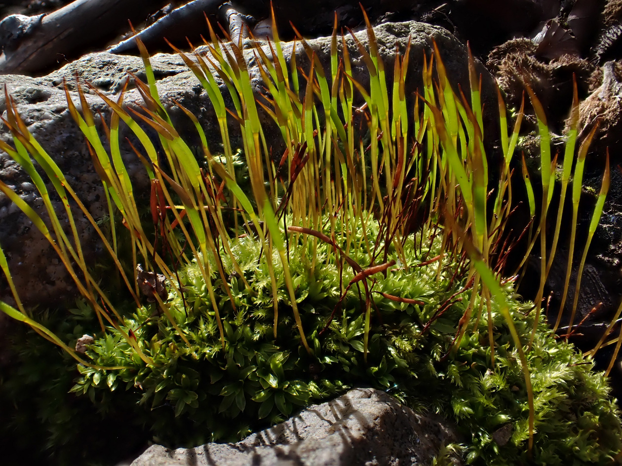 Tortula subulata subulata_Massane_210310 (L)