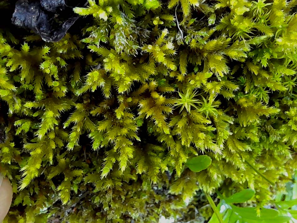 Homalothecium aureum_Montner_201129 (2)