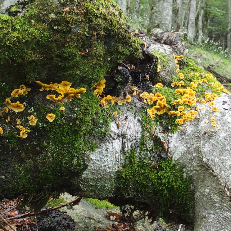 Stereum hirsutum P6200732