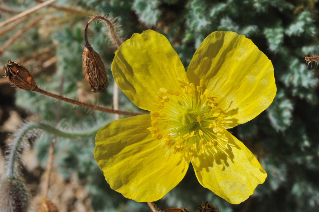 20160827-Mont_Ventoux-Papaver_alpinum_alpinum-02 2