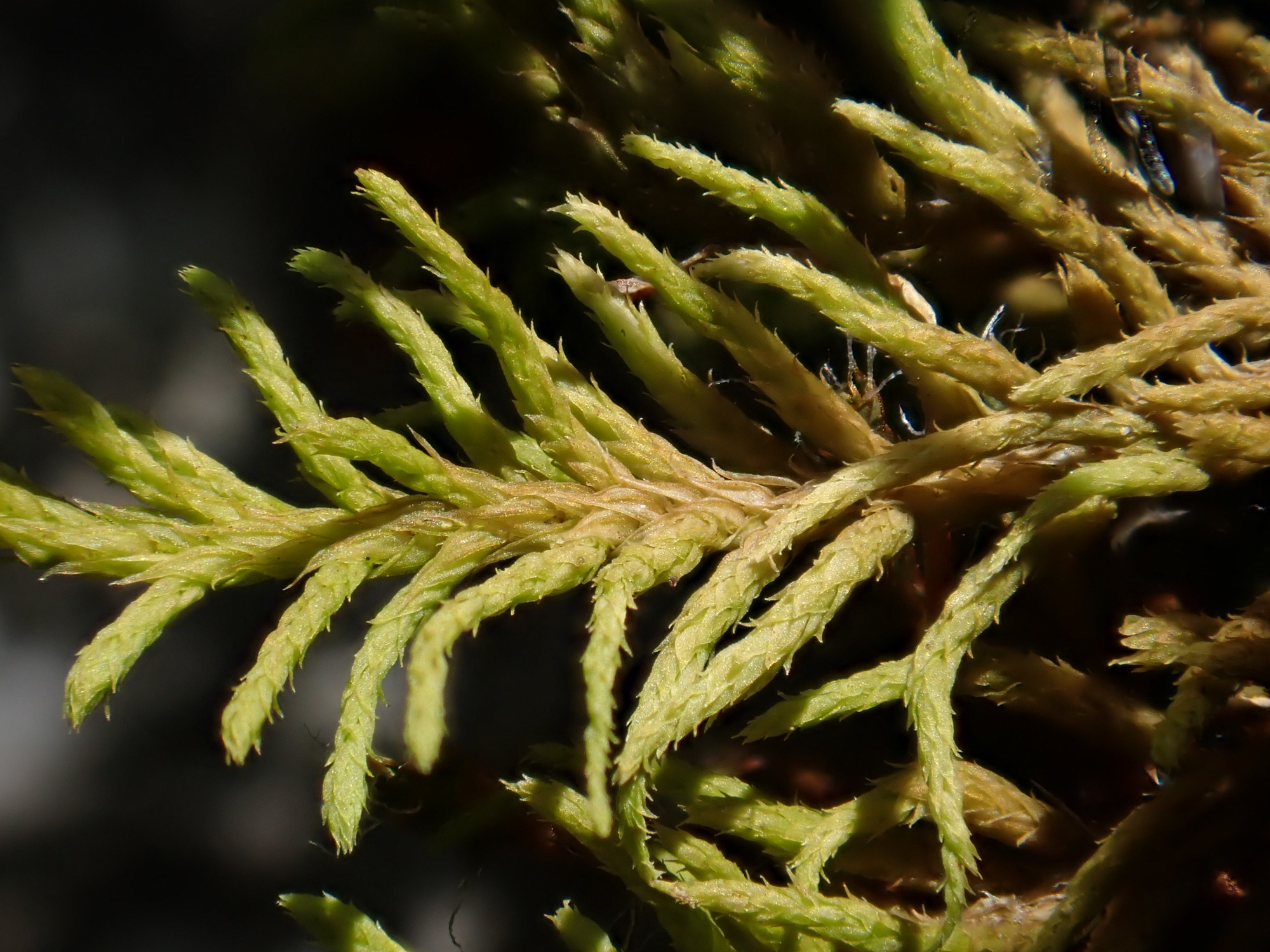 Abietinella abietina-Tour de Creu_Matemale (2)