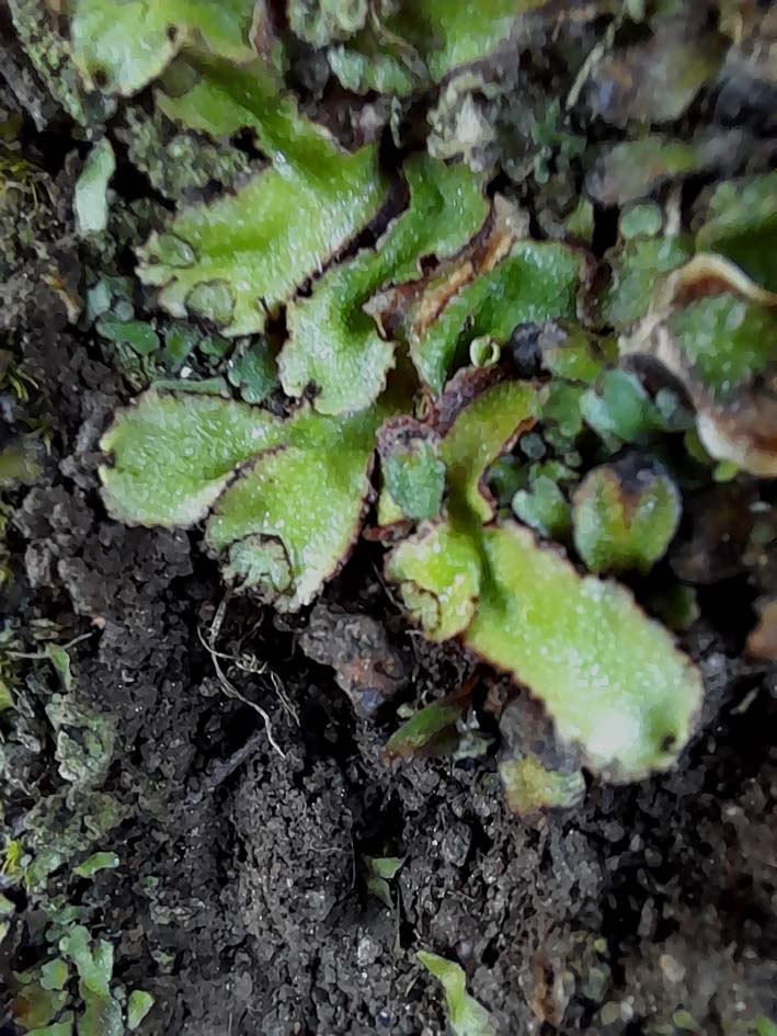 Reboulia hemisphaerica-Montner_201129