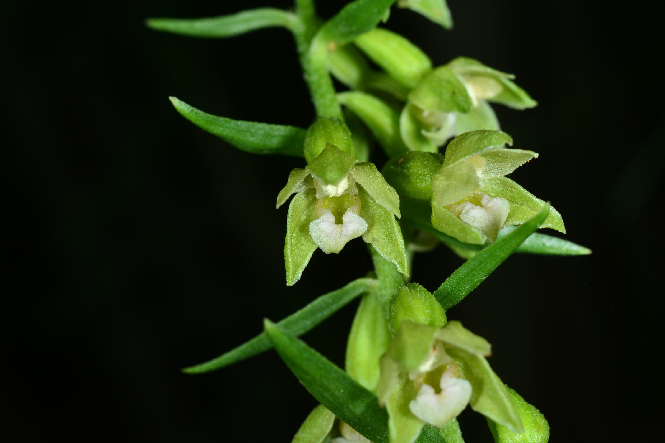 Epipactis phyllanthes 2
