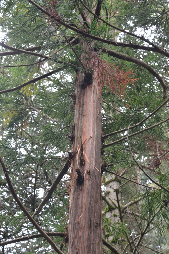 Cryotomeria