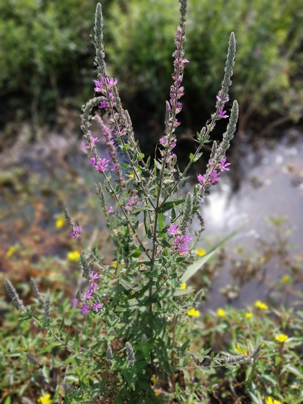 Lythrum salicaria_resized_20200802_072659194 (3)