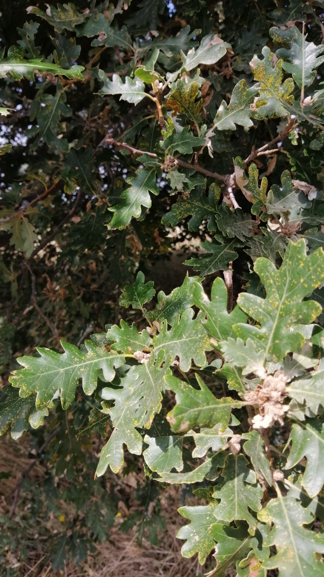 Quercus pubescens