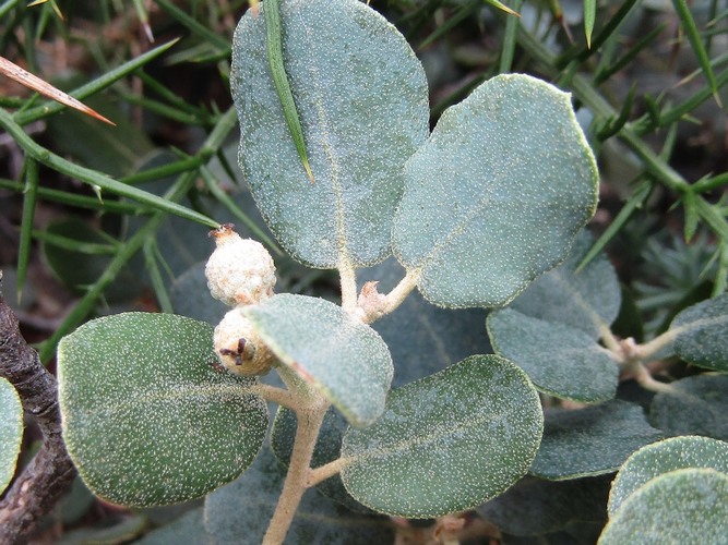 Quercux_rotundifolia (2)