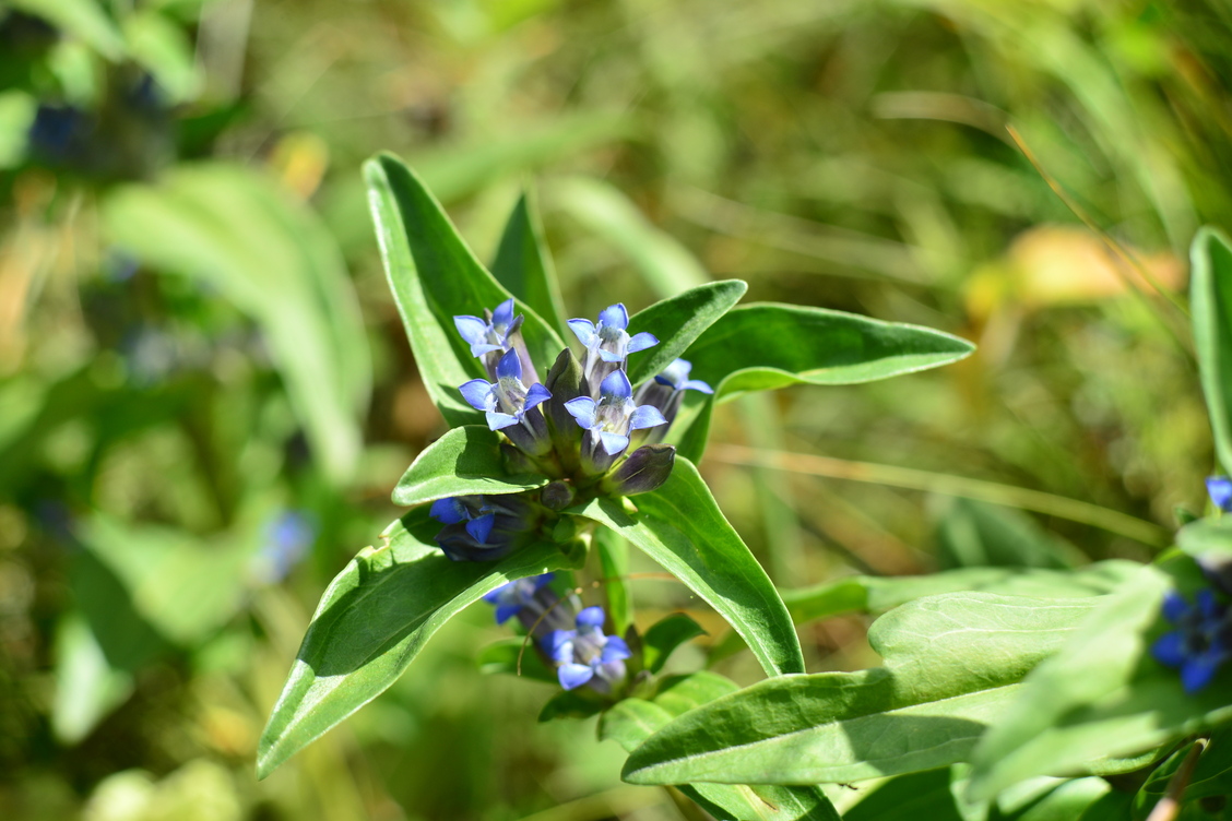 Gentiana cruciata 2
