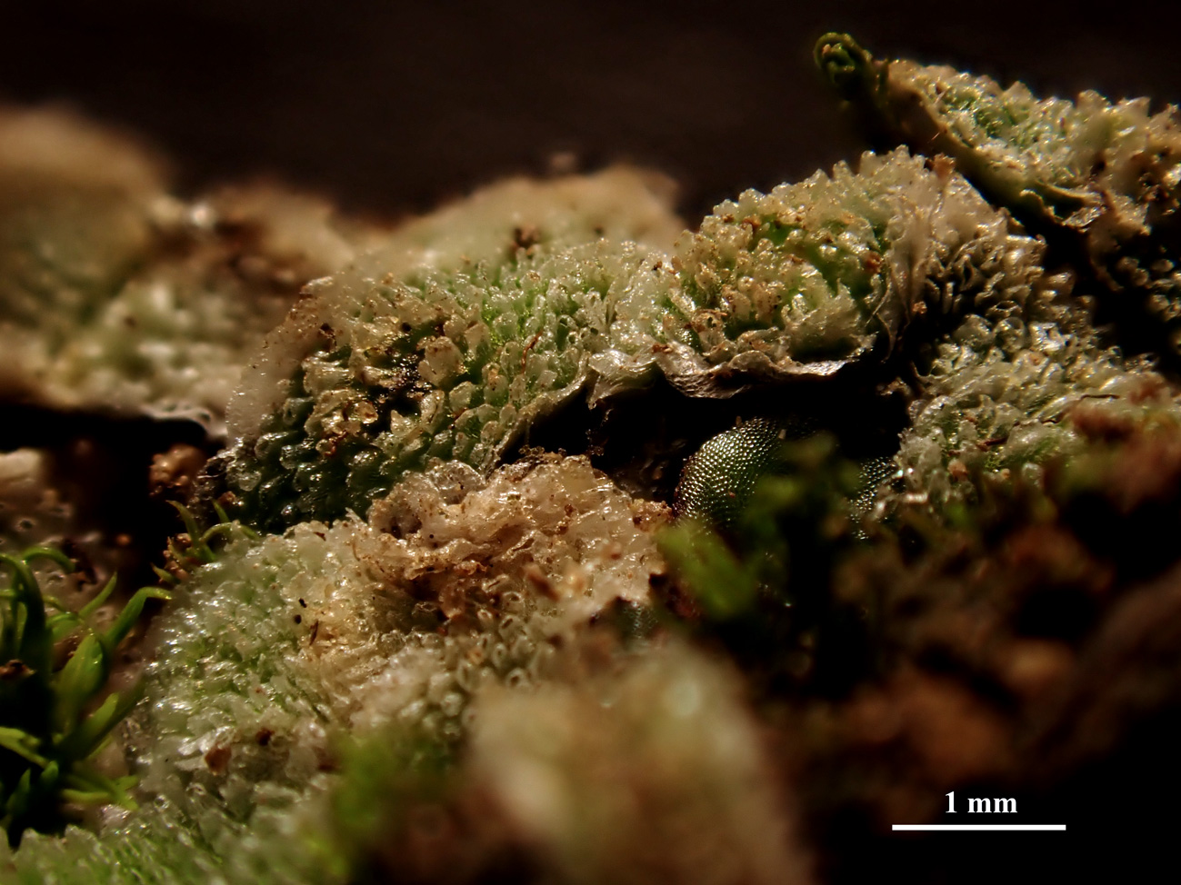 Exormotheca pustulosa-Banyuls-201228 (5)