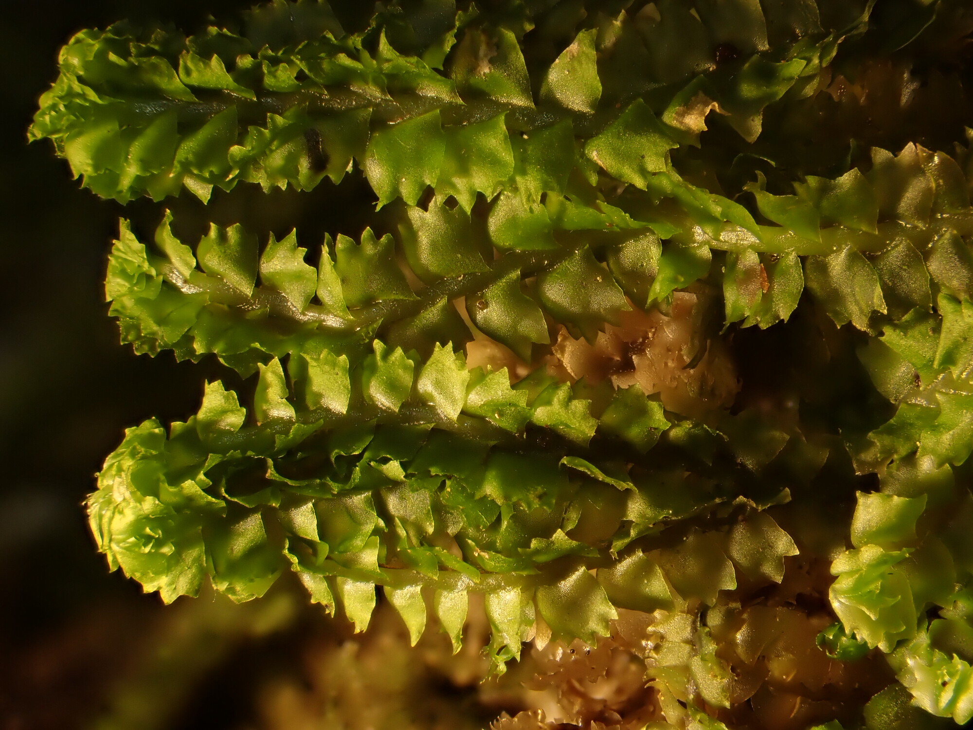 Barbilophozia barbata_Arles sur Tech_07-2020