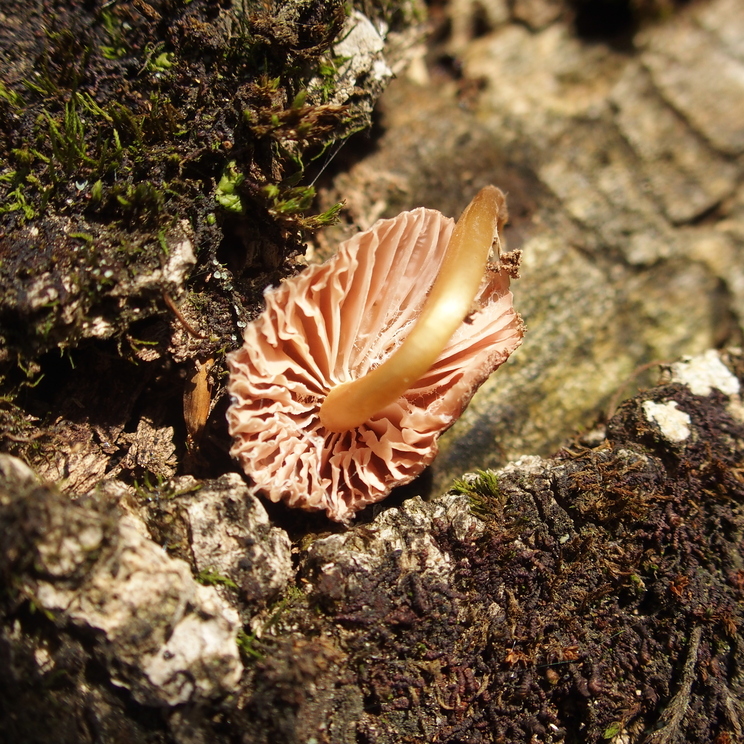 Pluteus