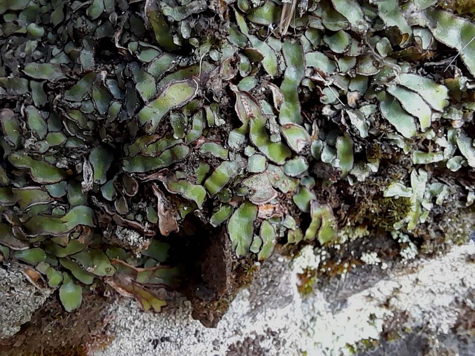 Mannia androgyna-Montner_201129