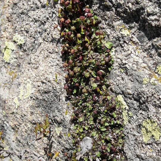 Pressia quadrata Bouillouse_20200623_1