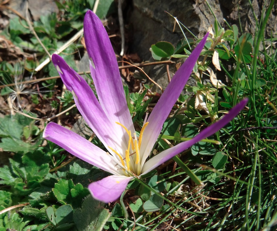 Colchicum montanum (65)