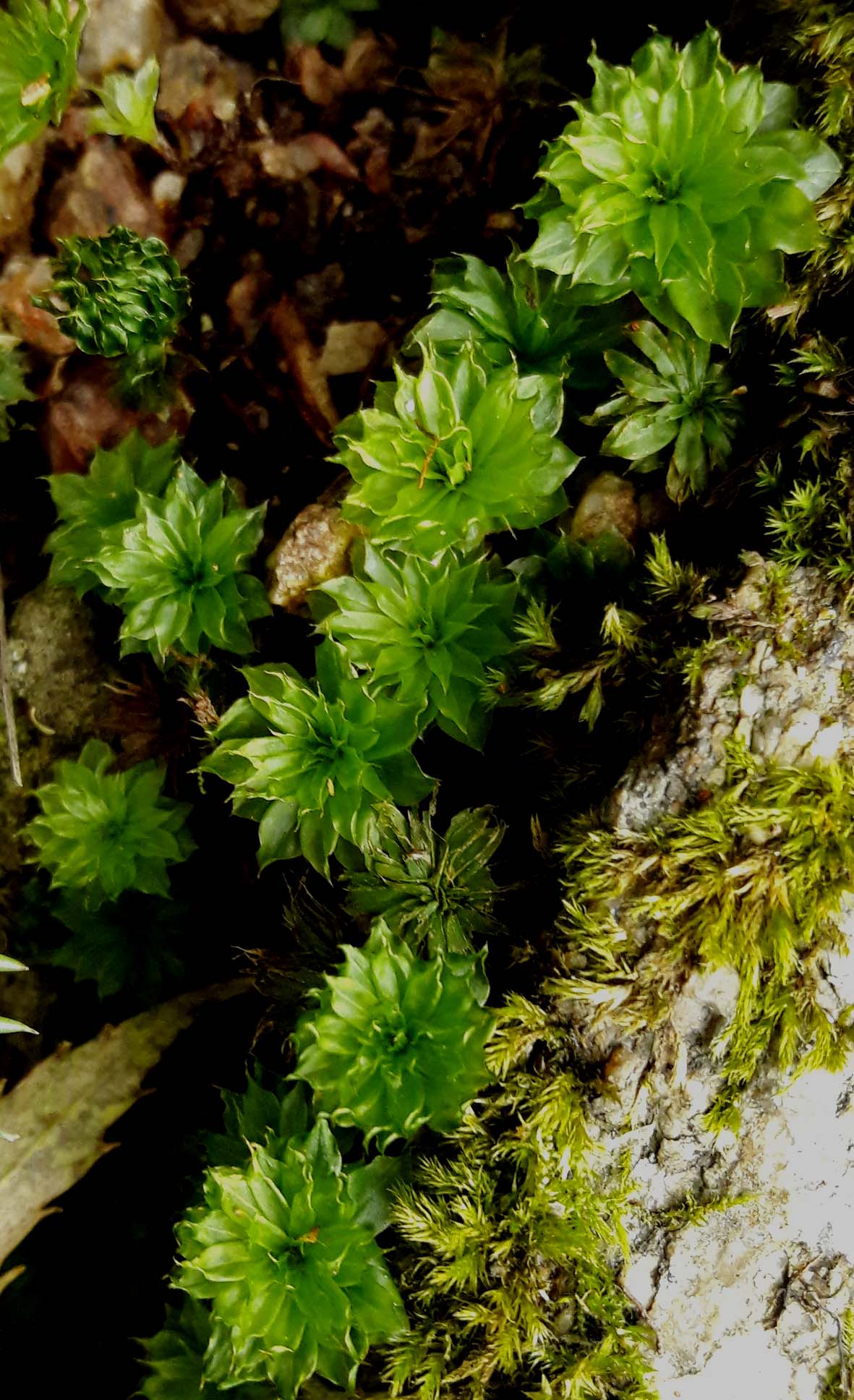 Rhodobryum ontariense_St Guillem_200927