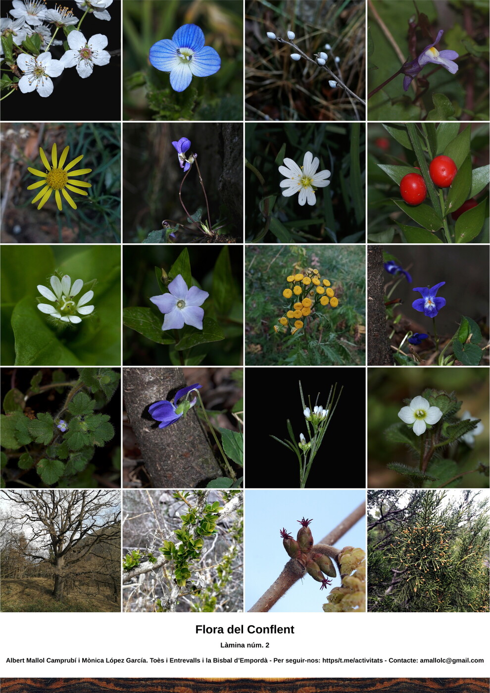 flora_del_conflent_002_postal