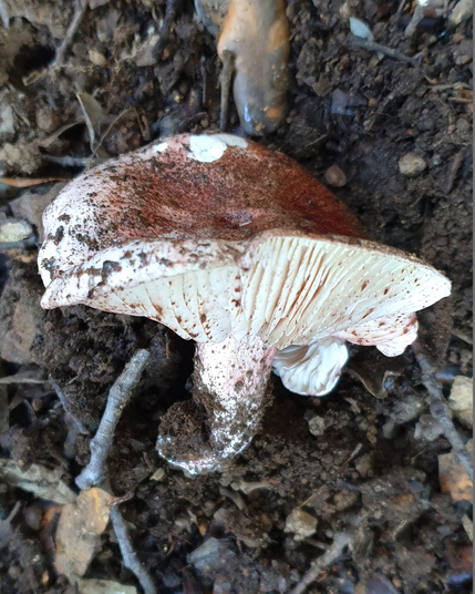 Hygrophore russule_profil - Copie